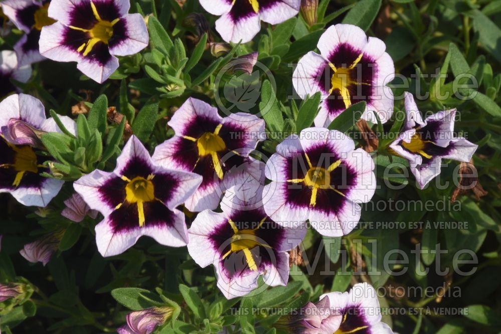 Calibrachoa Calitastic Bordeau Star (Blanket petunia) 1
