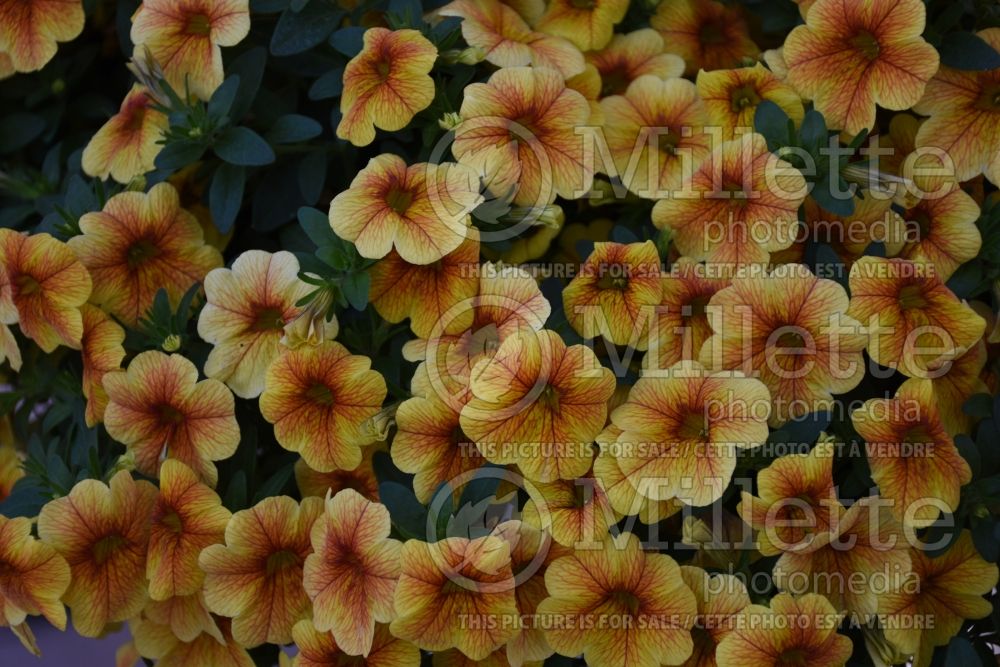 Photo Of Calibrachoa Aloha Kona Honeycomb Calibrachoa Photo Of Calibrachoa Aloha Kona Honeycomb Calibrachoa