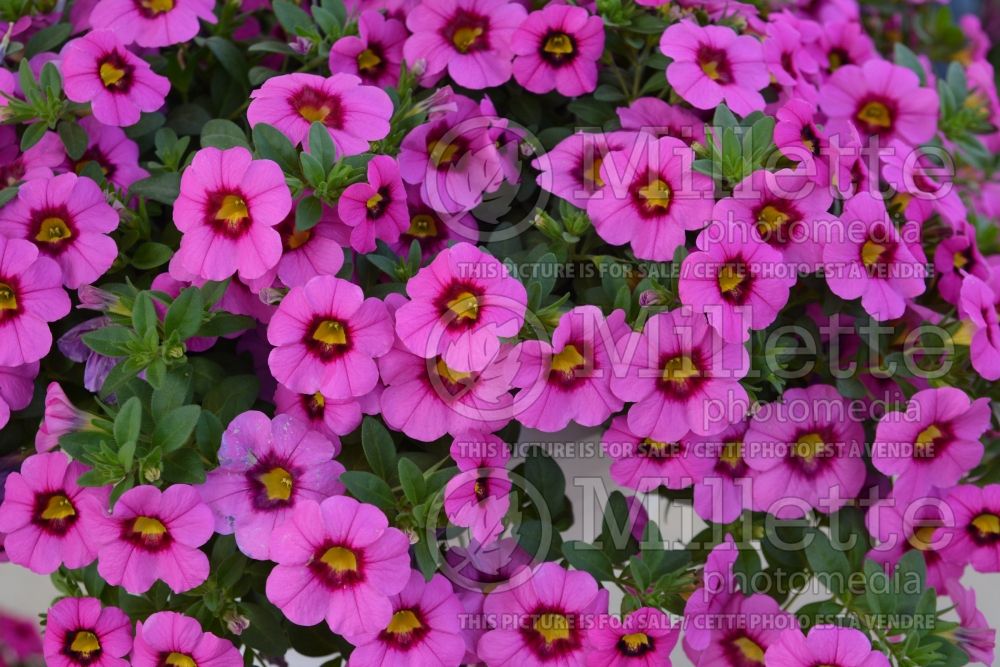 Calibrachoa Aloha Kona Hot Pink (Calibrachoa) 2