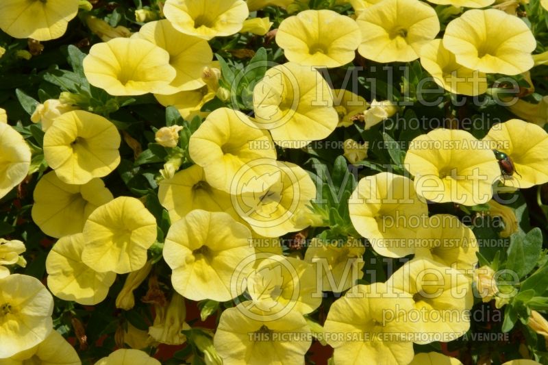 Calibrachoa Cabaret Lemon Yellow (Calibrachoa) 1