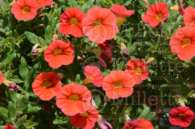 Calibrachoa Calibasket Radiant Orange (Calibrachoa) 1