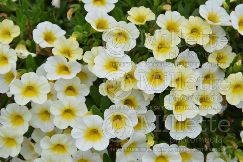 Calibrachoa Calibasket Sunny Side (Calibrachoa) 1