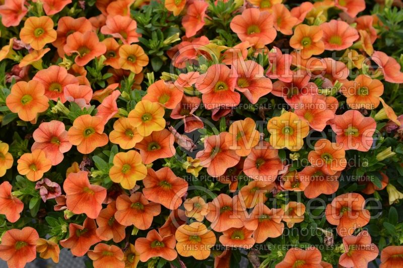 Calibrachoa Calitastic Pumpkin Spice (Calibrachoa) 1