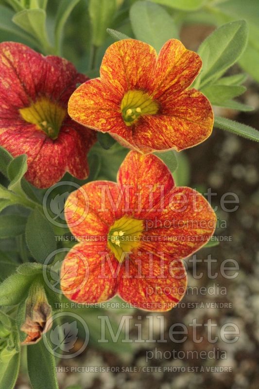 Calibrachoa Can Can Red Splash (Calibrachoa) 1