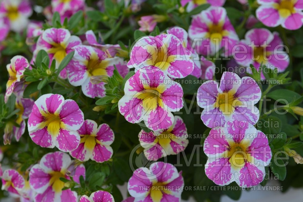 Calibrachoa Candy Shop Sweet Tart (Calibrachoa) 1