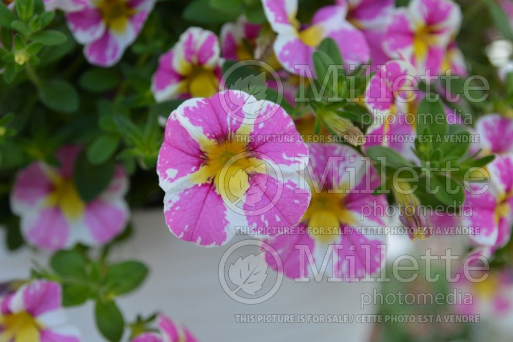 Calibrachoa Candy Shop Sweet Tart (Calibrachoa) 2