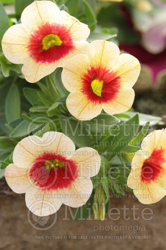 Calibrachoa Conga Sun Kiss (Calibrachoa) 1