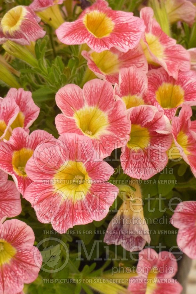 Calibrachoa Marvel Beauty Raspberry (Calibrachoa) 1