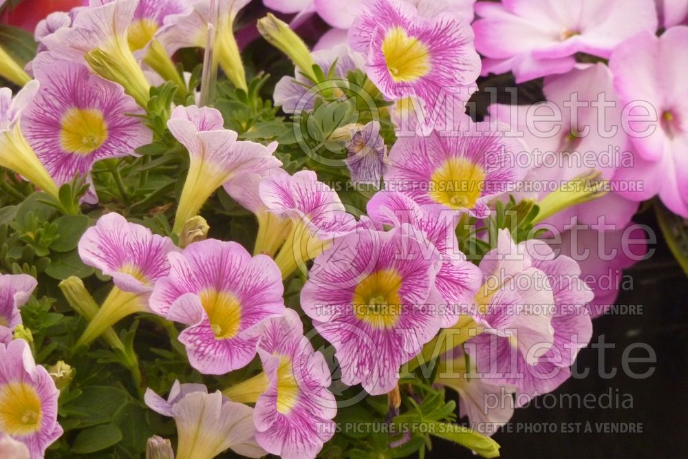 Calibrachoa Marvel Beauty Blueberry (Calibrachoa) 2