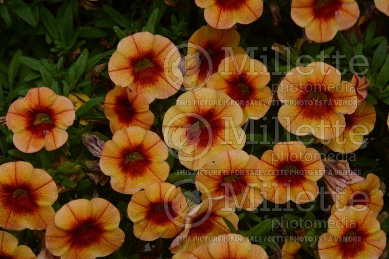 Calibrachoa Minifamous Neo Orange+Red Eye 17 (Calibrachoa) 1