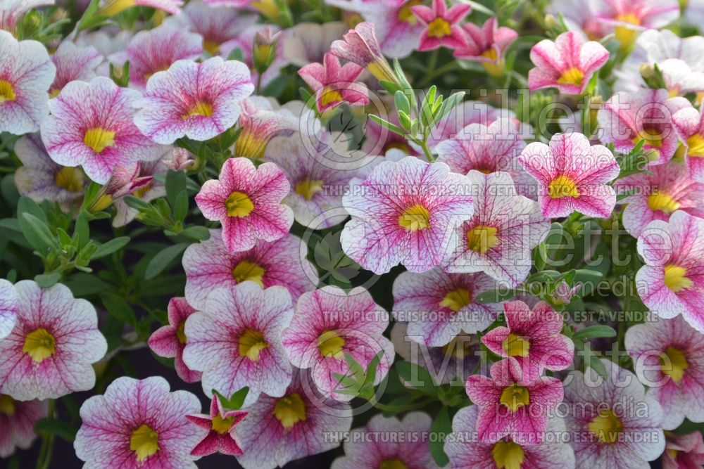 Calibrachoa Noa Princess (Calibrachoa) 1