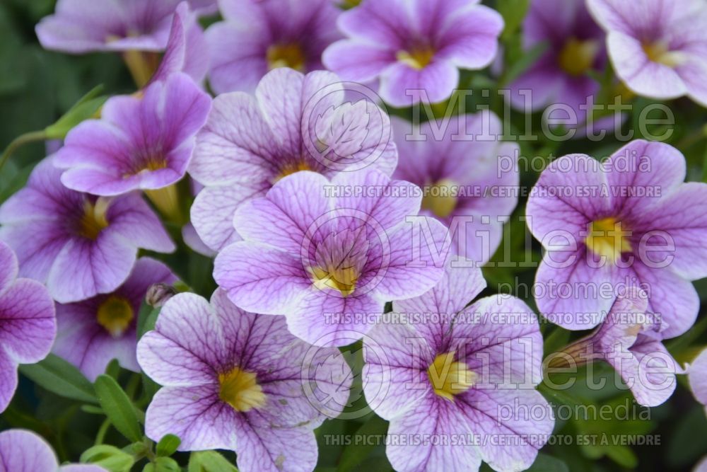 Calibrachoa Noa Violet Glint (Calibrachoa) 2