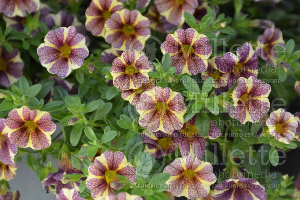 Calibrachoa Red Fox Aloha Grape Carthwell (Calibrachoa) 1