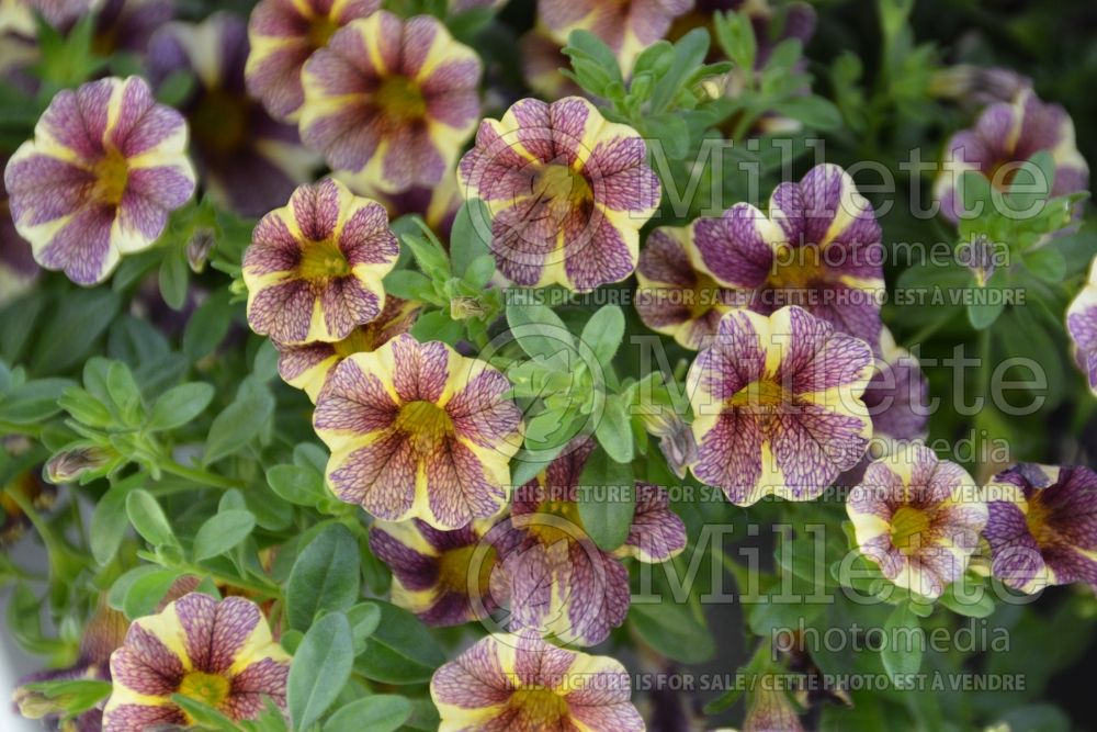 Calibrachoa Red Fox Aloha Grape Carthwell (Calibrachoa) 2