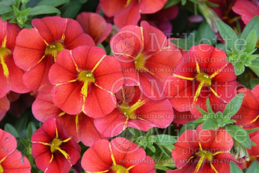 Calibrachoa Red Fox Aloha Red Cartwheel (Calibrachoa) 1