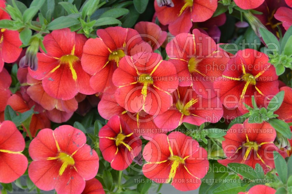 Calibrachoa Red Fox Aloha Red Cartwheel (Calibrachoa) 2