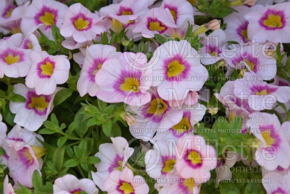 Calibrachoa Red Fox Hula Appleblossom (Calibrachoa) 3