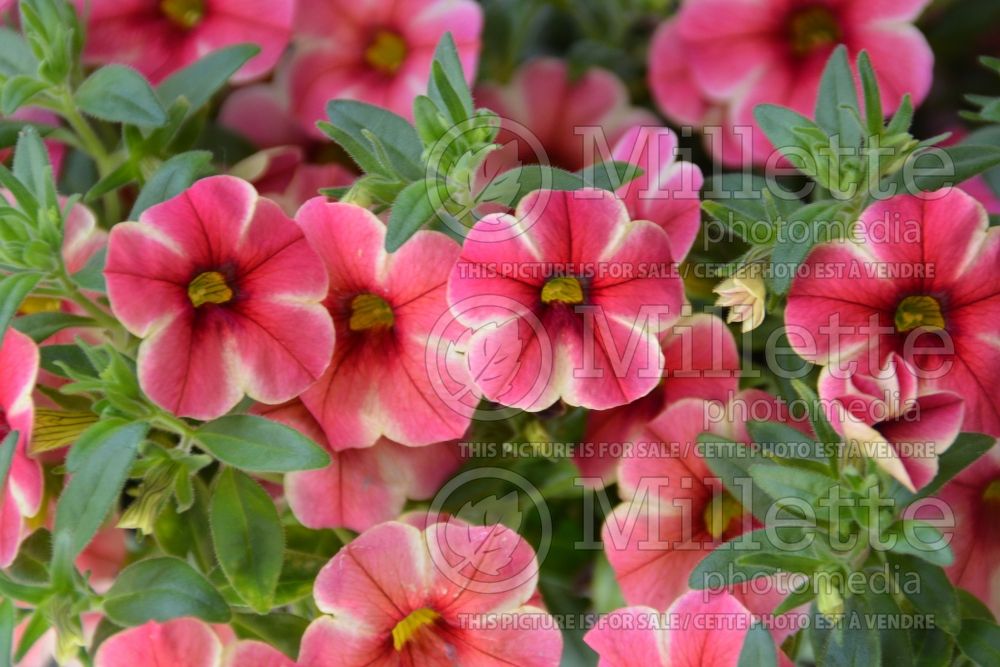 Calibrachoa Red Fox Volcano Neon (Calibrachoa) 1