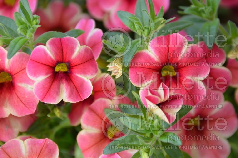 Calibrachoa Red Fox Volcano Neon (Calibrachoa) 3