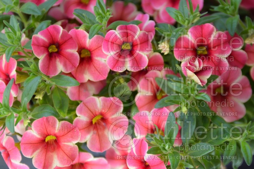 Calibrachoa Red Fox Volcano Neon (Calibrachoa) 4