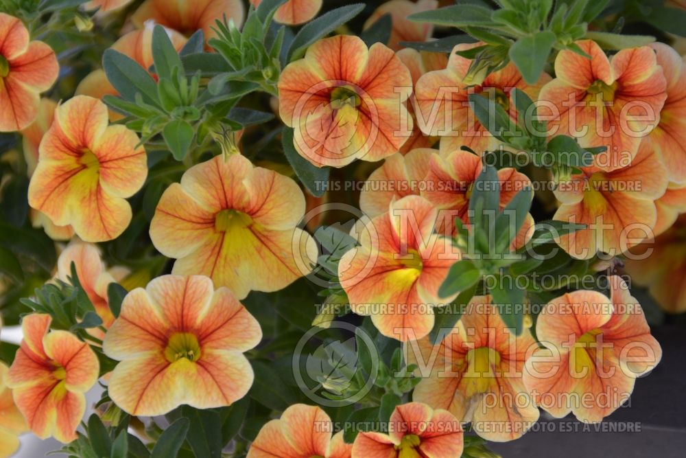 Calibrachoa Red Fox Volcano Sunset (Calibrachoa) 1