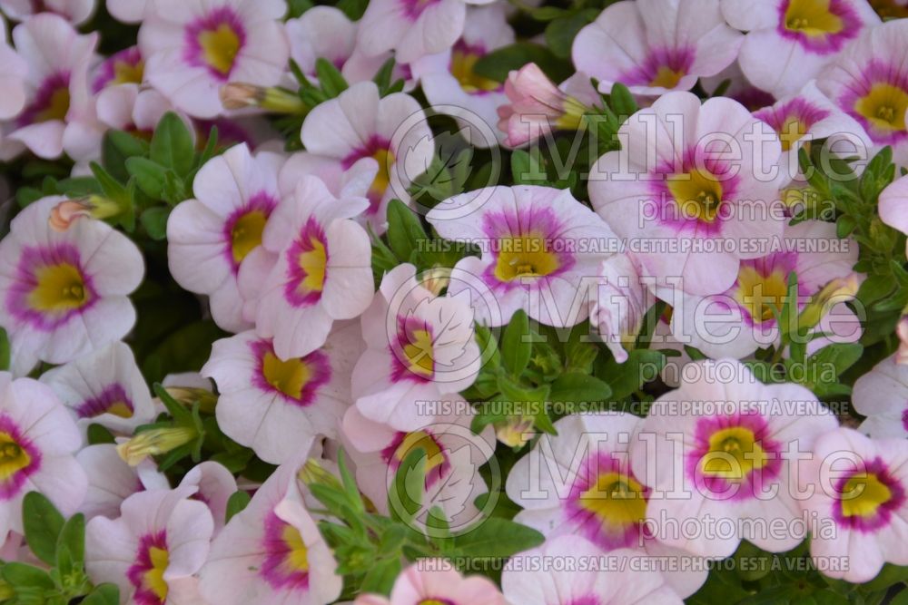 Calibrachoa Red Fox Hula Appleblossom (Calibrachoa) 1