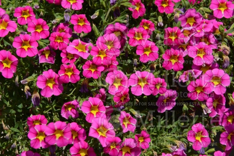 Calibrachoa StarShine Pink (Calibrachoa) 1