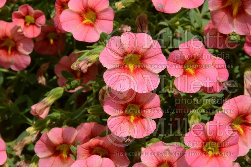 Calibrachoa StarShine Apricot (Calibrachoa) 1