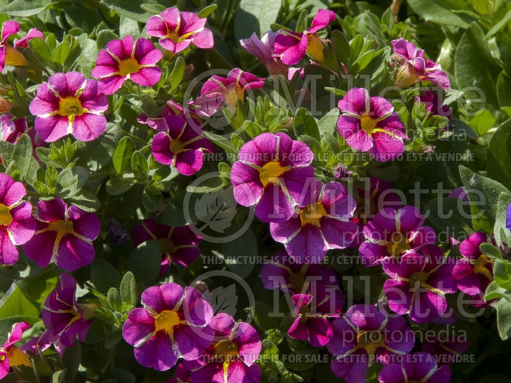 Calibrachoa Superbells Cherry Star (Calibrachoa) 1