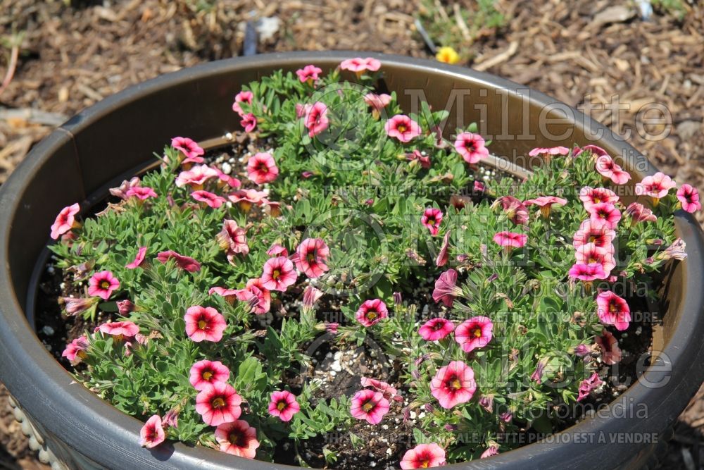 Calibrachoa Superbells Coralberry Punch (Calibrachoa) 2