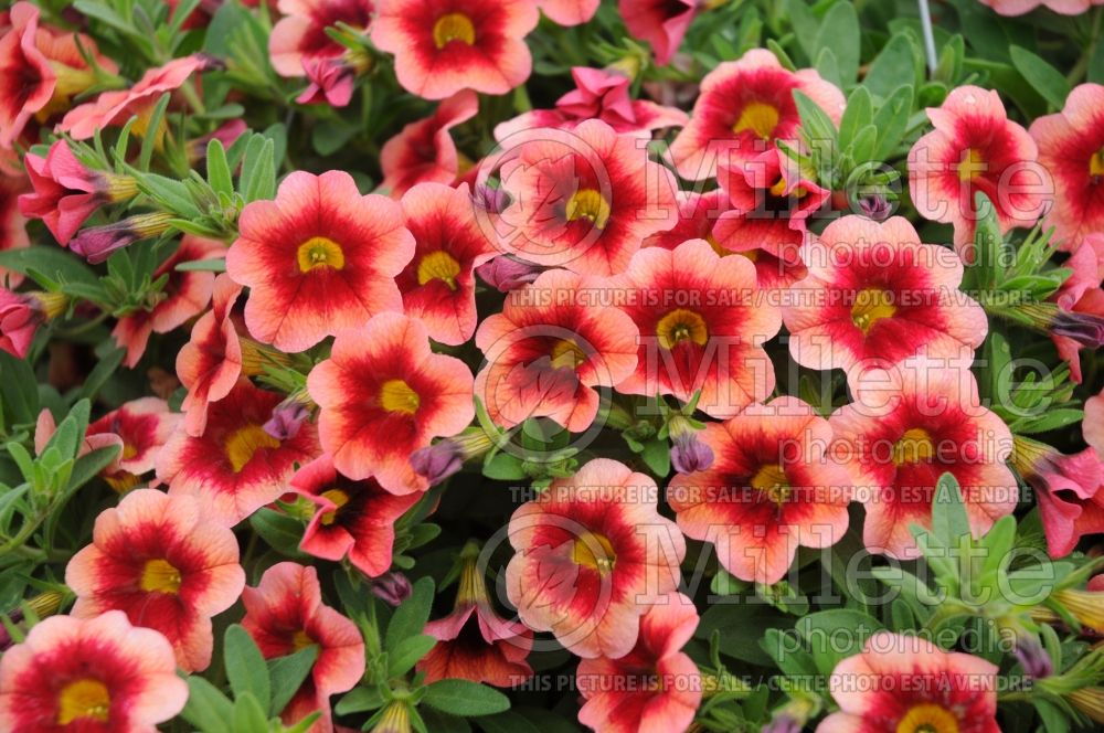 Calibrachoa Superbells Coralberry Punch (Calibrachoa) 1