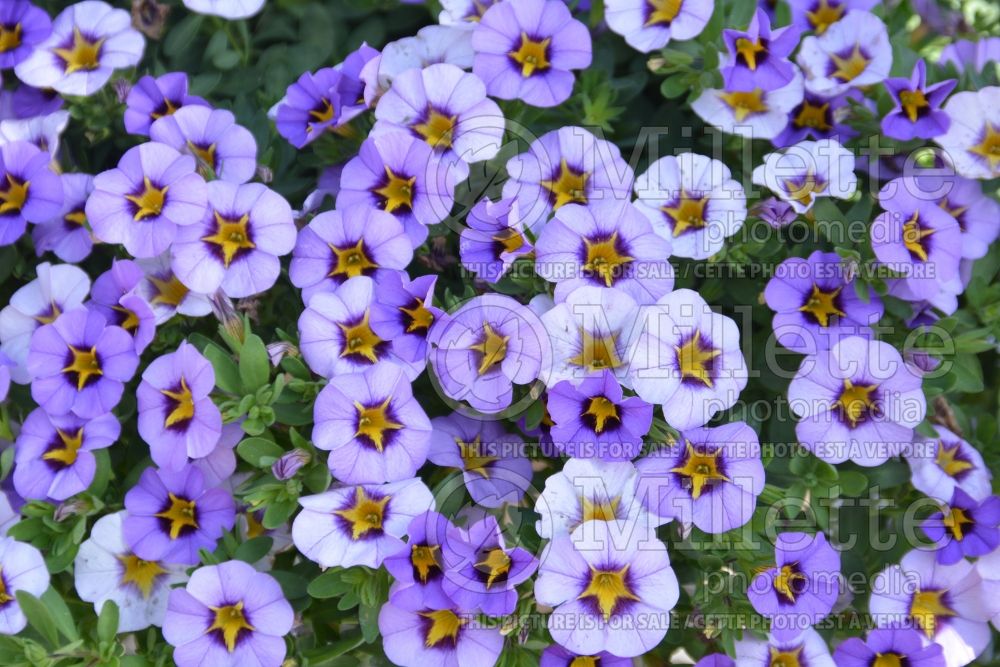 Calibrachoa Superbells Evening Star (Calibrachoa) 1