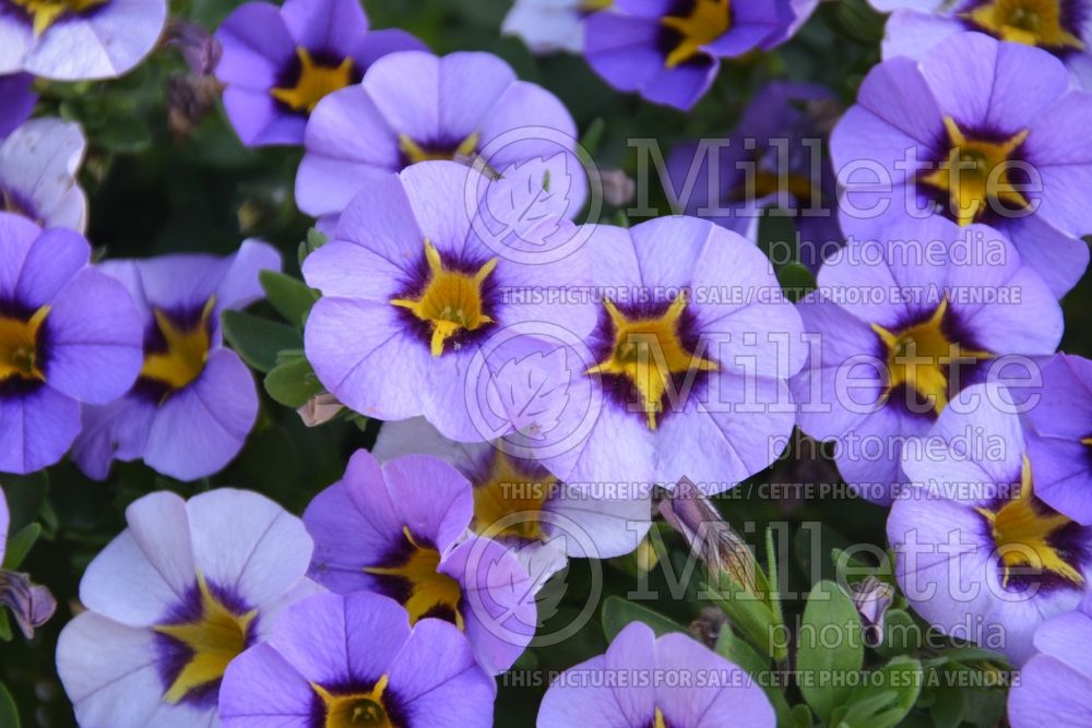 Calibrachoa Superbells Evening Star (Calibrachoa) 2