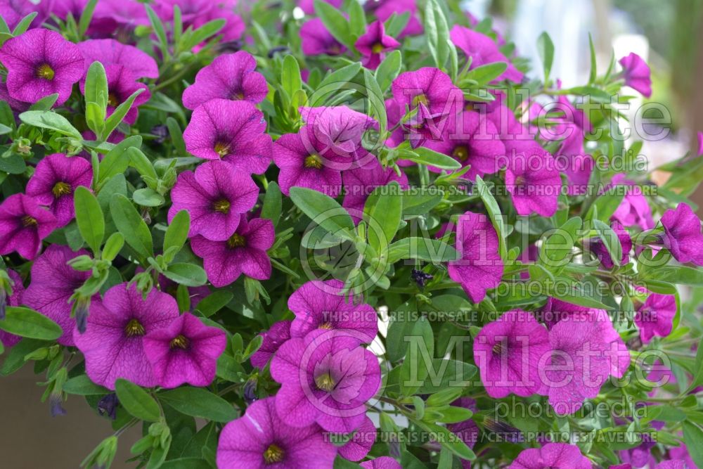 Calibrachoa Superbells Garden Rose (Calibrachoa) 1