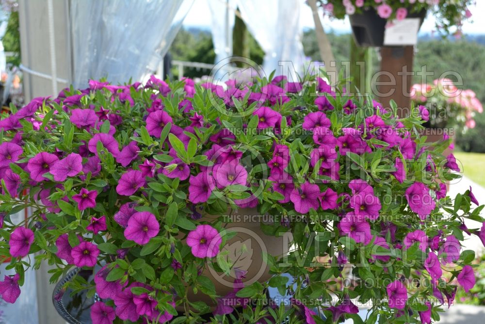 Calibrachoa Superbells Garden Rose (Calibrachoa) 2