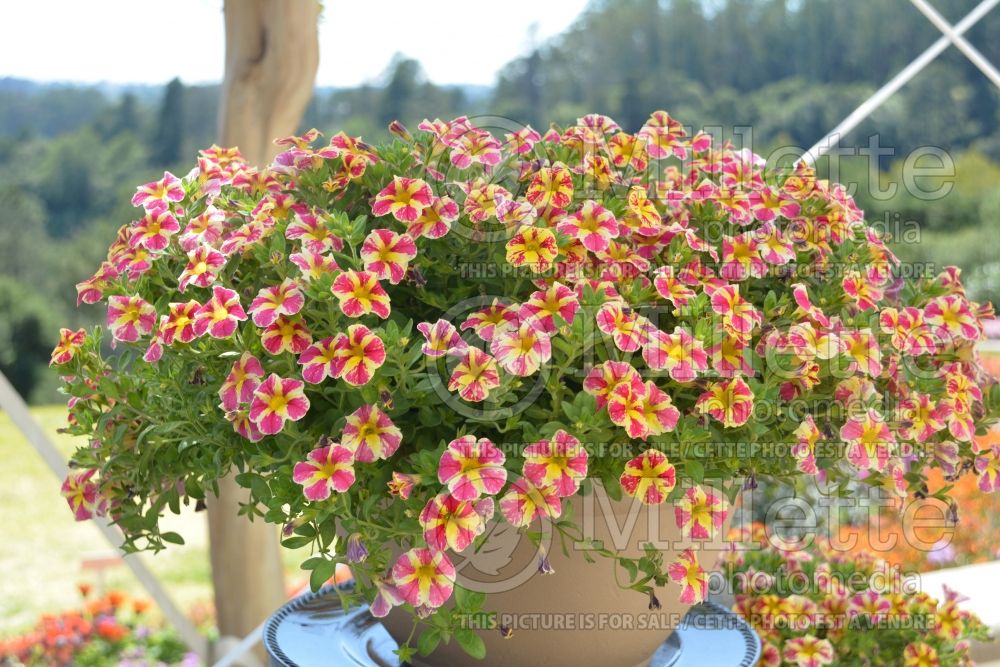 Calibrachoa Superbells Holly Moly (Calibrachoa) 1