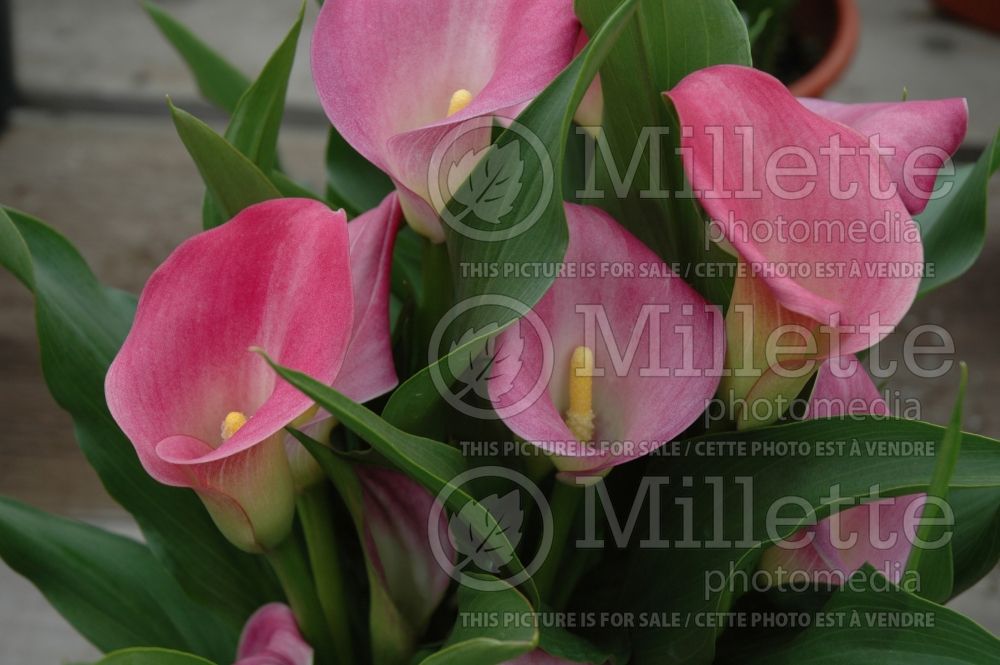 Zantedeschia Hot Flashes (Calla lily) 1 