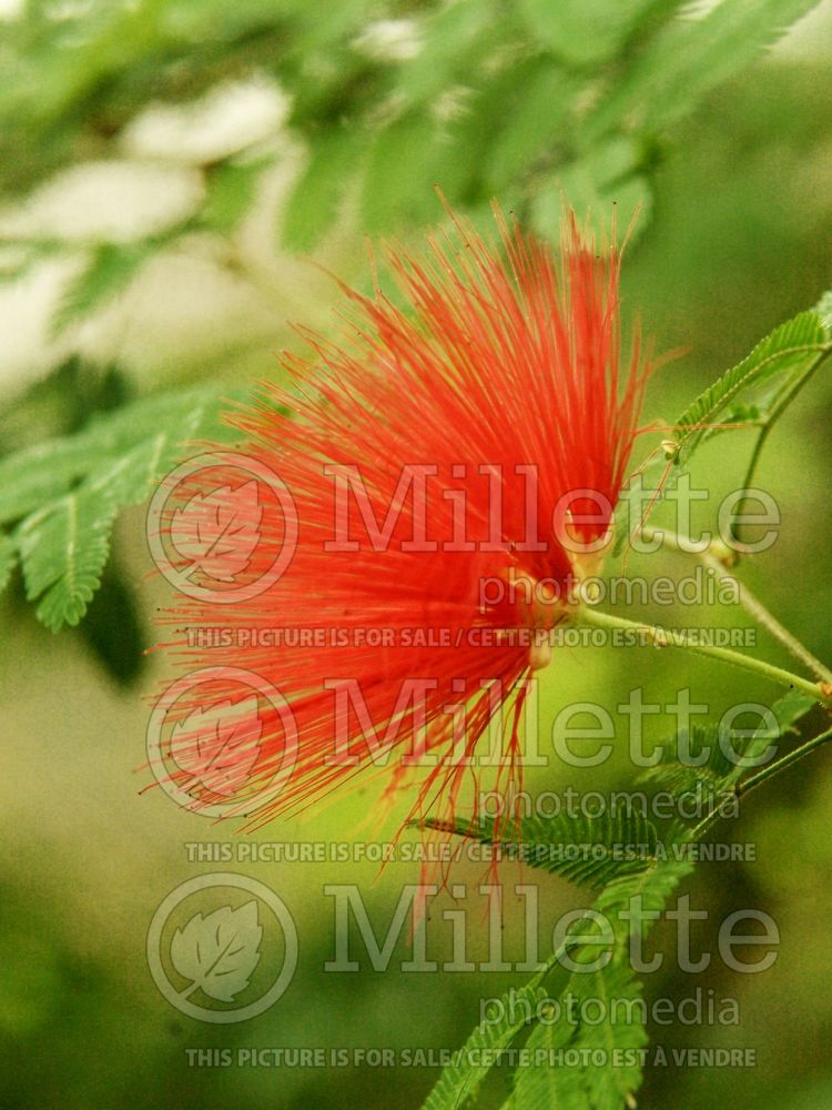 Calliandra tweediei (Tweed's fairy duster) 1