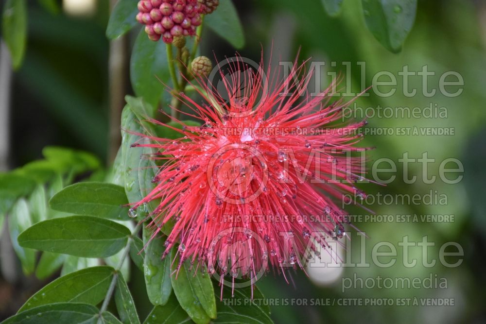 Calliandra haematocephala (powder puff tree) 2