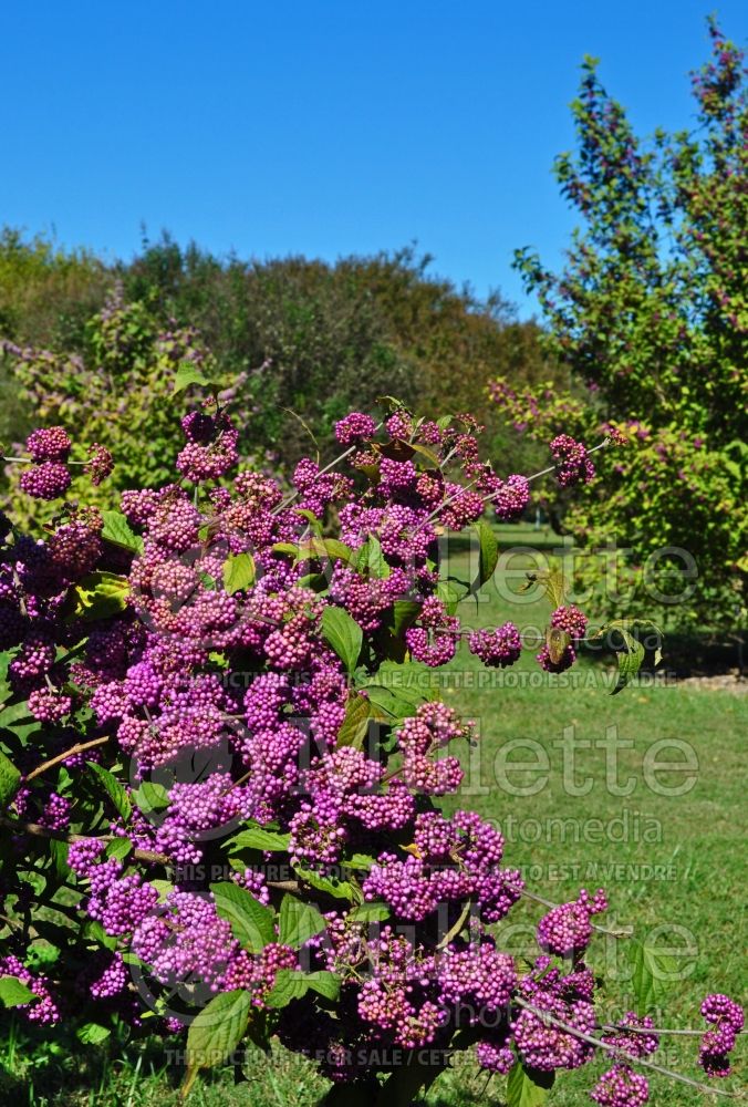 Callicarpa Heavy Berry (Beautyberry) 1 