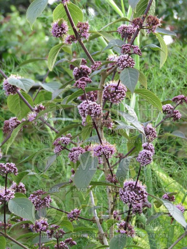 Callicarpa Profusion (Beautyberry) 3 