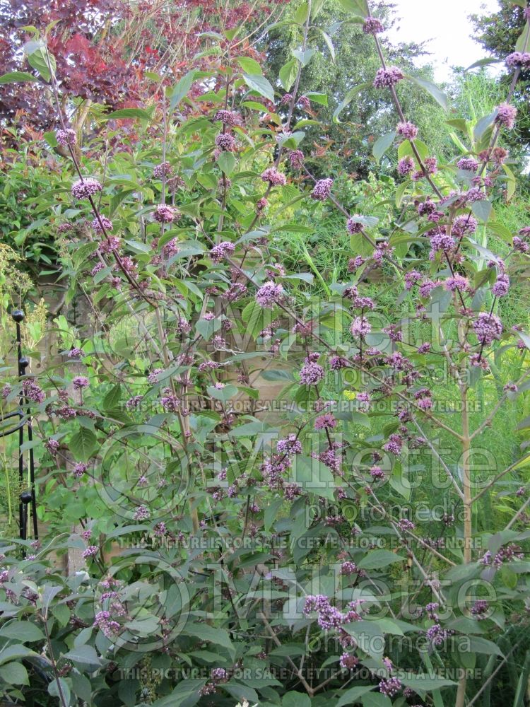 Callicarpa Profusion (Beautyberry) 4 