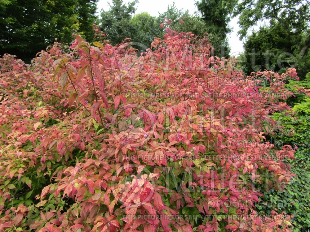 Callicarpa Profusion (Beautyberry) 1 