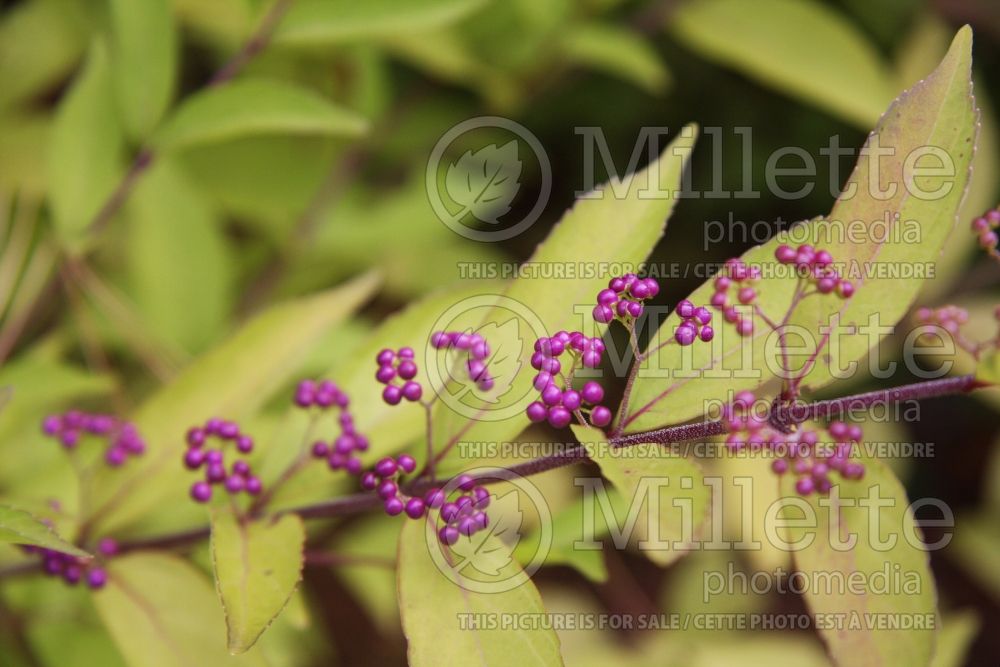 Callicarpa Early Amethyst (Beautyberry) 1 