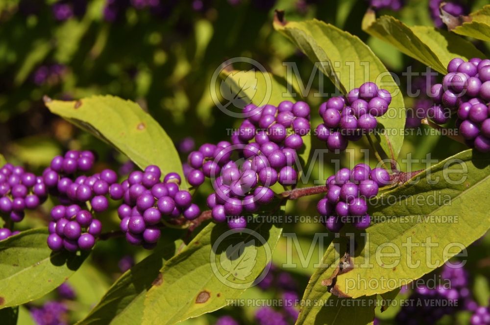 Callicarpa Early Amethyst (Beautyberry) 5 