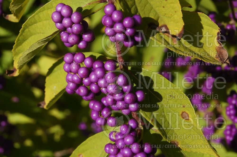 Callicarpa Early Amethyst (Beautyberry) 6 