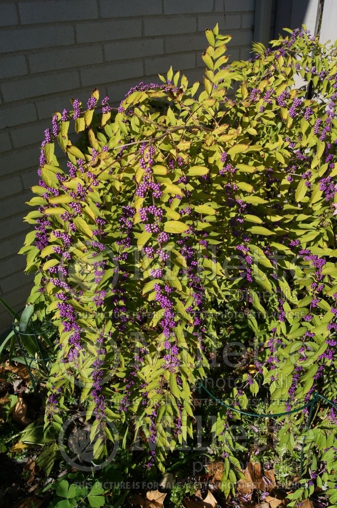 Callicarpa Early Amethyst (Beautyberry) 7 