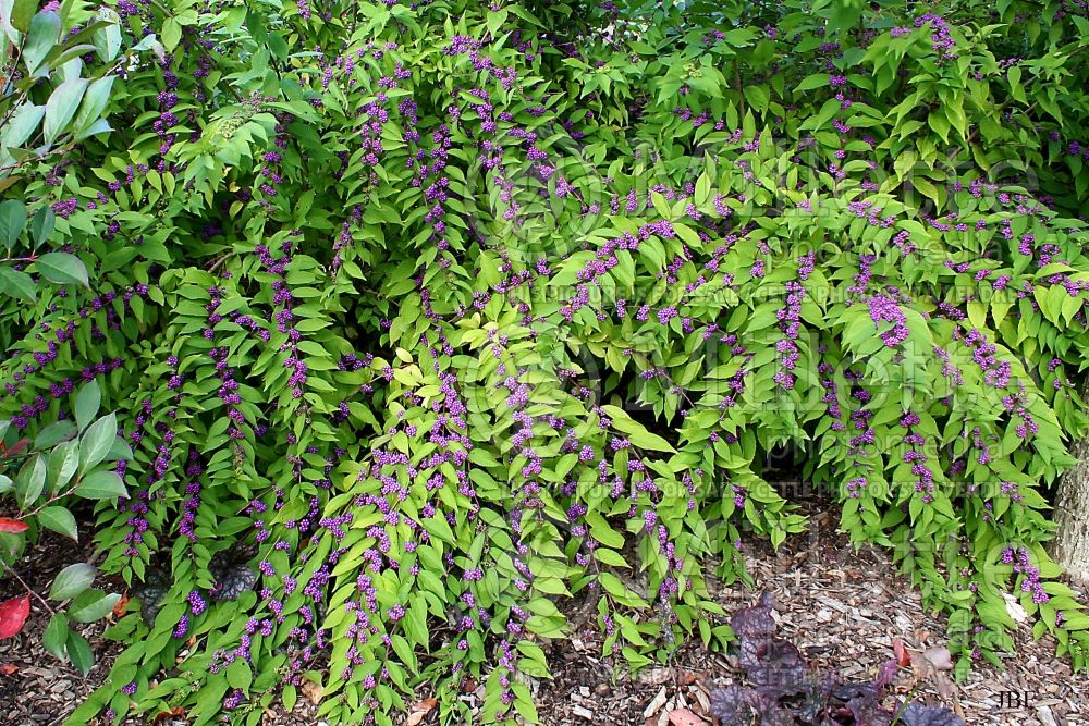 Callicarpa Issai (Beautyberry) 6