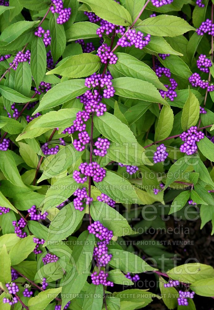 Callicarpa Issai (Beautyberry) 7