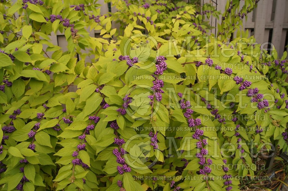 Callicarpa Issai (Beautyberry) 1 